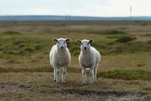 ¿Qué es un Gemelo Digital y su impacto en el sector Agrotech?